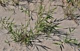 Phragmites australis. Вегетирующие растения. Португалия, округ Бежа, окр. г. Карвальял, песчаный пляж. 06.06.2026.
