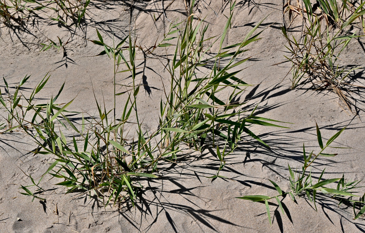 Image of Phragmites australis specimen.