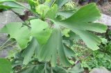 Ginkgo biloba. Аномальный лист (рядом, на левой стороне фото, два обычных листа для сравнения). Московская обл., Щёлковский р-н, в культуре. 30.08.2026.