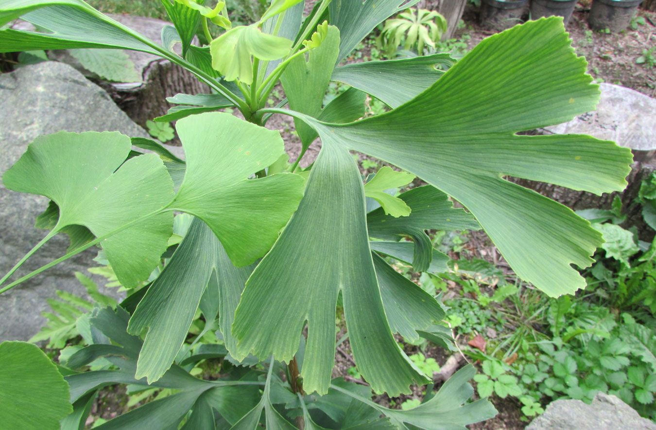 Image of Ginkgo biloba specimen.