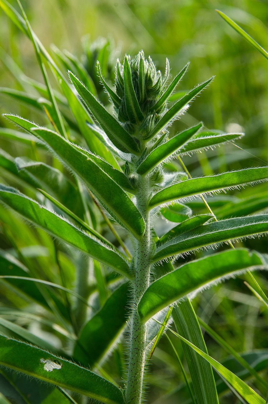Image of Echium vulgare specimen.