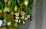 Cardiospermum grandiflorum. Соцветие. Португалия, о-в Мадейра, г. Фуншал, на заборе. 18.08.2025.