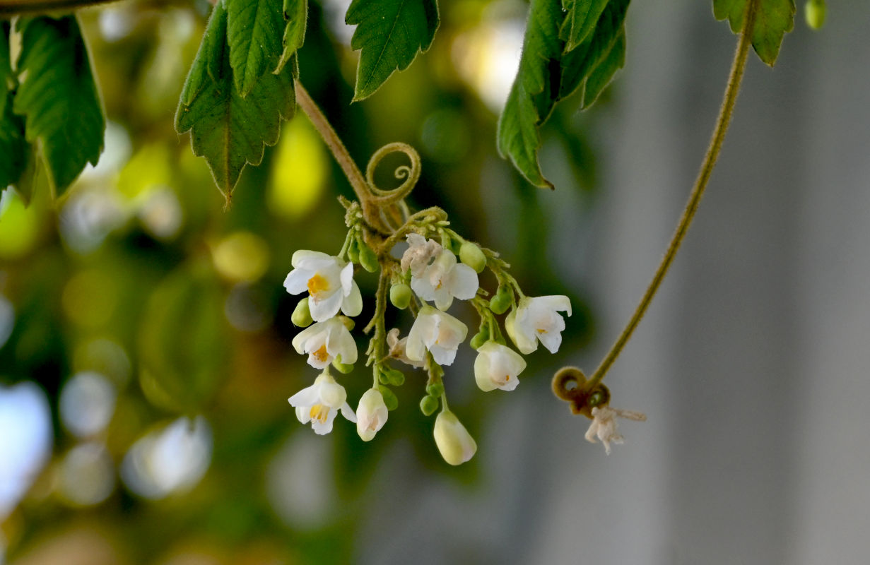 Image of Cardiospermum grandiflorum specimen.