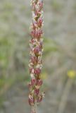 Plantago salsa. Часть соцветия. Иркутская обл., Ольхонский р-н, 15 км к СВ от с. Еланцы, Тажеранская степь, соленое оз. Шадар-Нур, солонец по берегу озера. 09.07.2011.