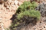 Iljinia regelii
