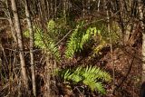 class Polypodiopsida. Взрослое растение. Калужская обл., Боровский р-н, 1,5 км на северо-западе от Каверино, смешанный лес. 25 октября 2026 г.