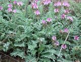 Astragalus physodes