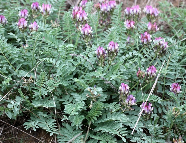 Image of Astragalus physodes specimen.