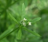 Galium aparine