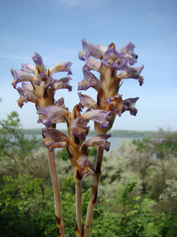 Image of Phelipanche caesia specimen.