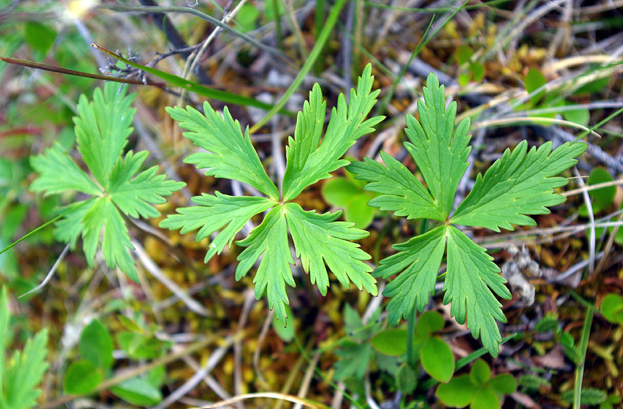 Image of genus Trollius specimen.