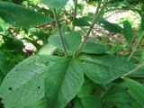 Inula conyza