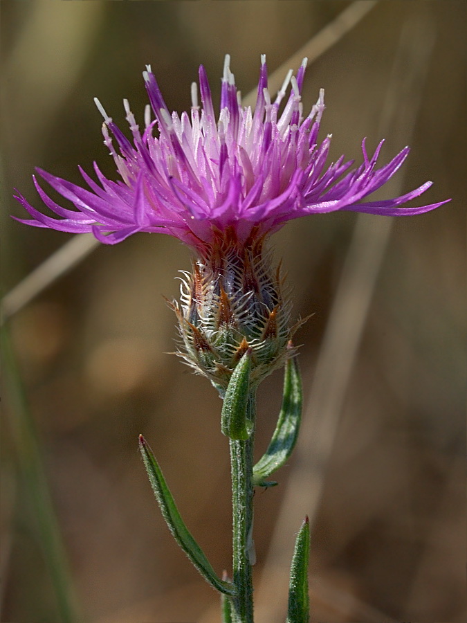 Изображение особи Centaurea caprina.