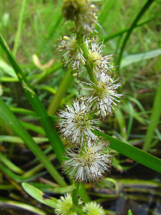 Image of Sparganium emersum specimen.