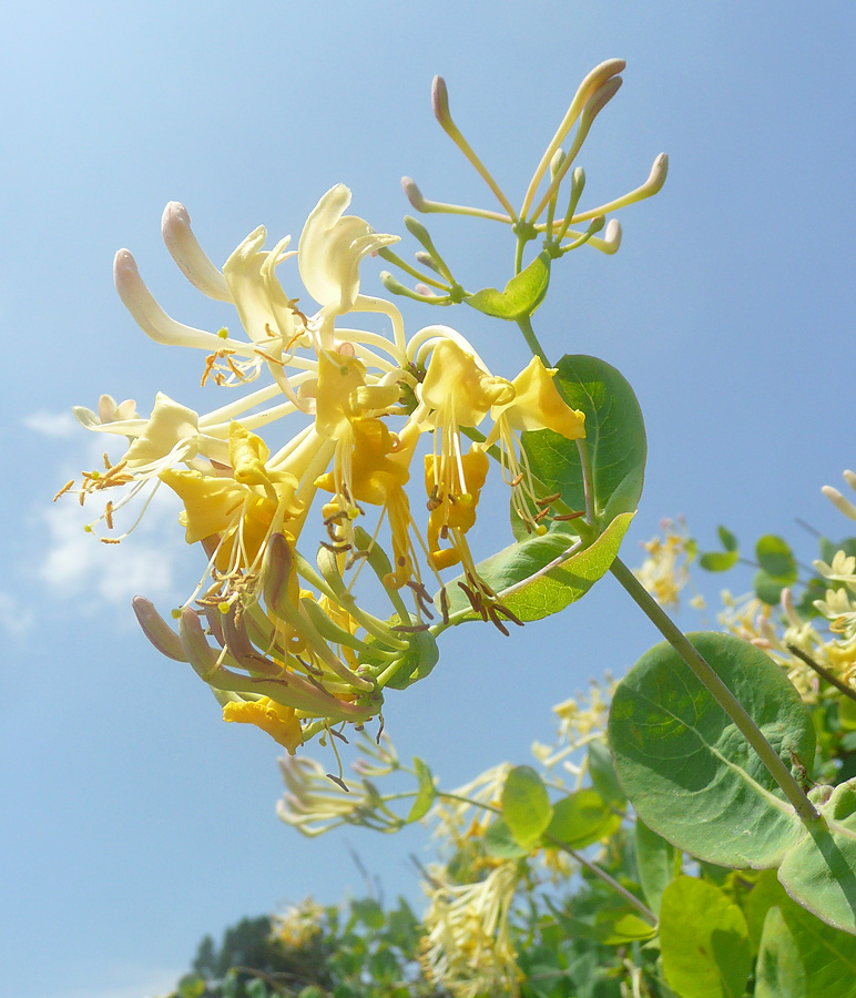 Image of Lonicera etrusca specimen.