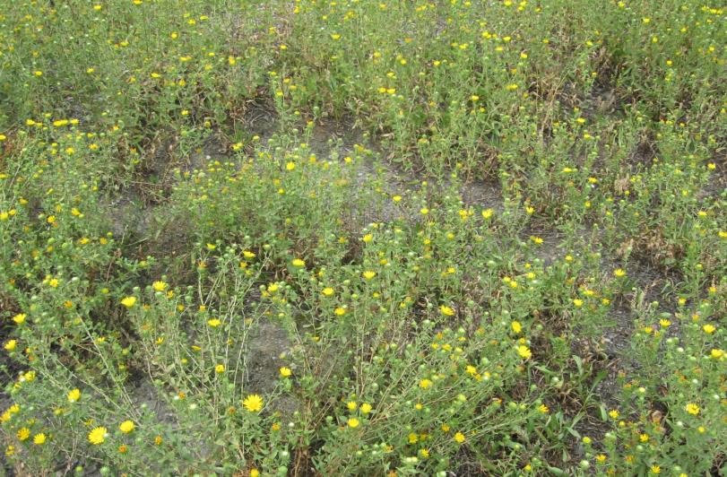 Изображение особи Grindelia squarrosa.