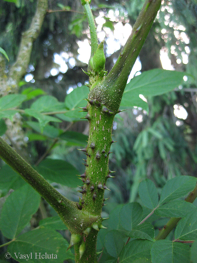 Image of Aralia elata specimen.