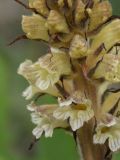 Orobanche pallidiflora. Часть соцветия. Ленинградская обл., Ломоносовский р-н, у дер. Мал. Забородье. 14.08.2008.