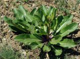 Erucastrum armoracioides. Растение с бутонами. Казахстан, хр. Каратау, окр. с. Таскомирсай. 01.05.2011.