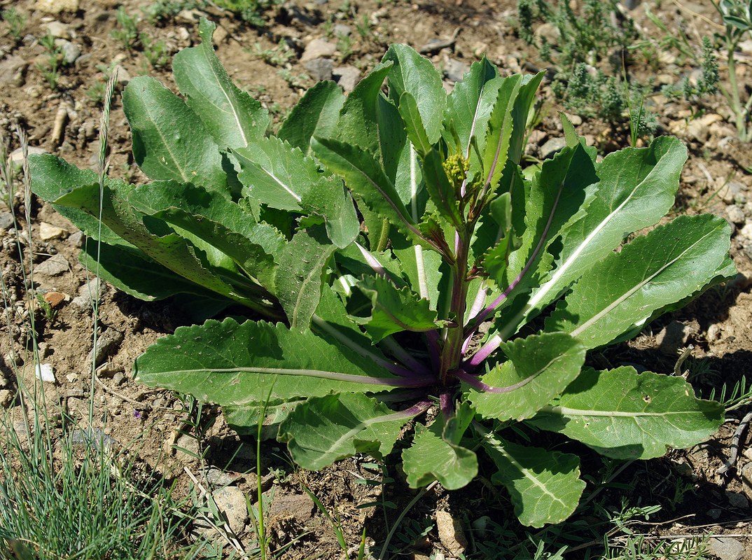 Image of Erucastrum armoracioides specimen.