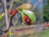 Acer pseudosieboldianum