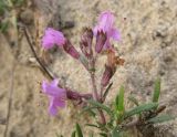 Thymus pallasianus