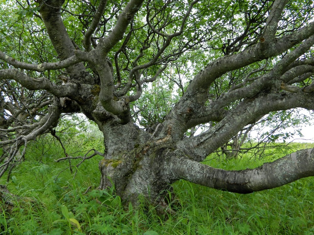 Image of genus Betula specimen.