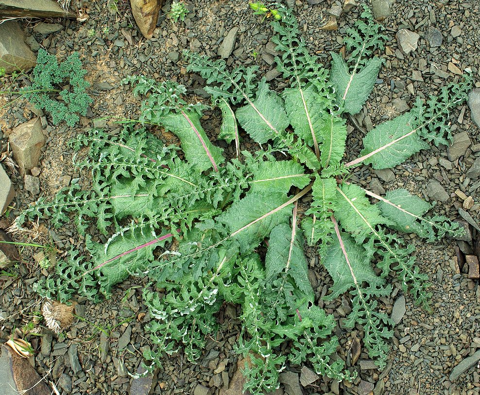 Image of Cousinia karatavica specimen.