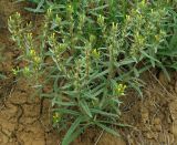 Arnebia decumbens. Цветущее растение. Казахстан, Жамбылская обл., Кордайский р-н. 09.05.2011.