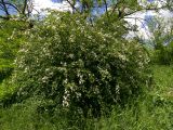 Cotoneaster meyeri