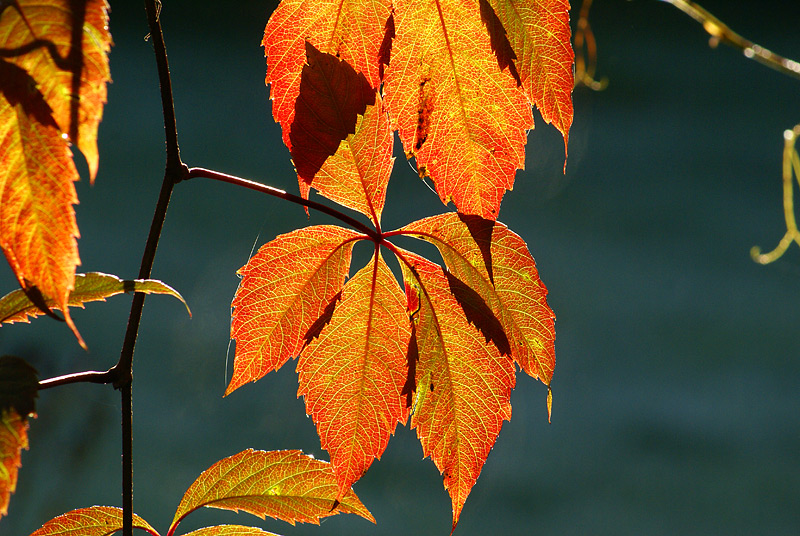 Изображение особи Parthenocissus quinquefolia.