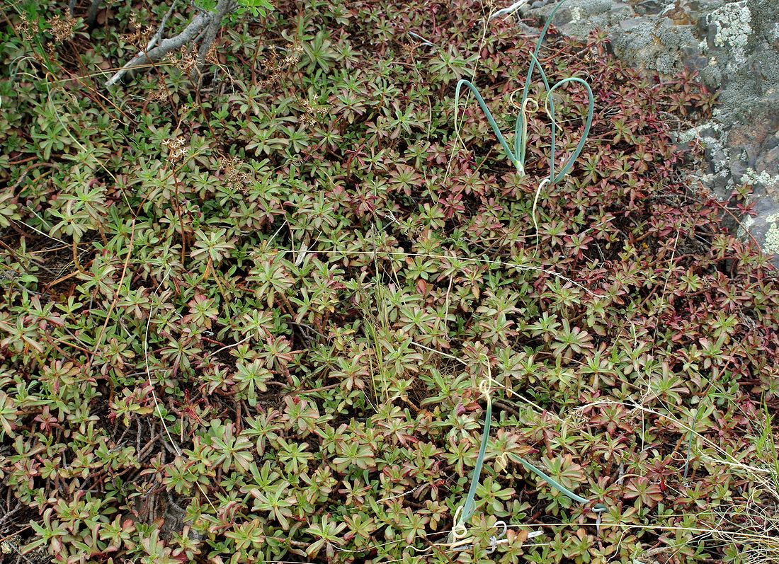 Image of Aizopsis hybrida specimen.