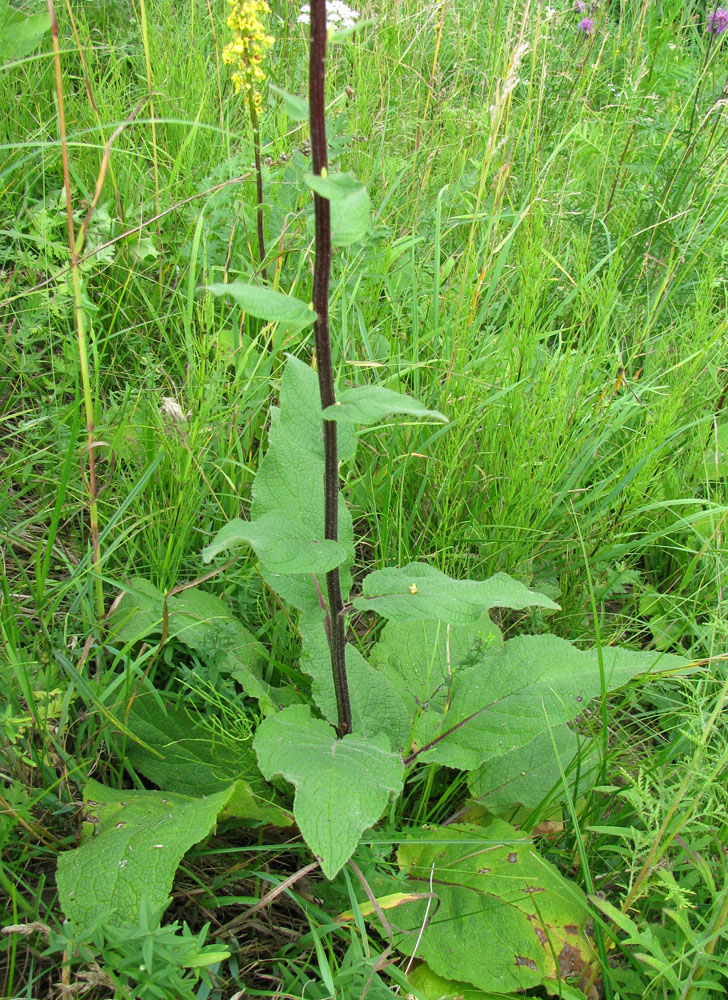 Image of Verbascum nigrum specimen.