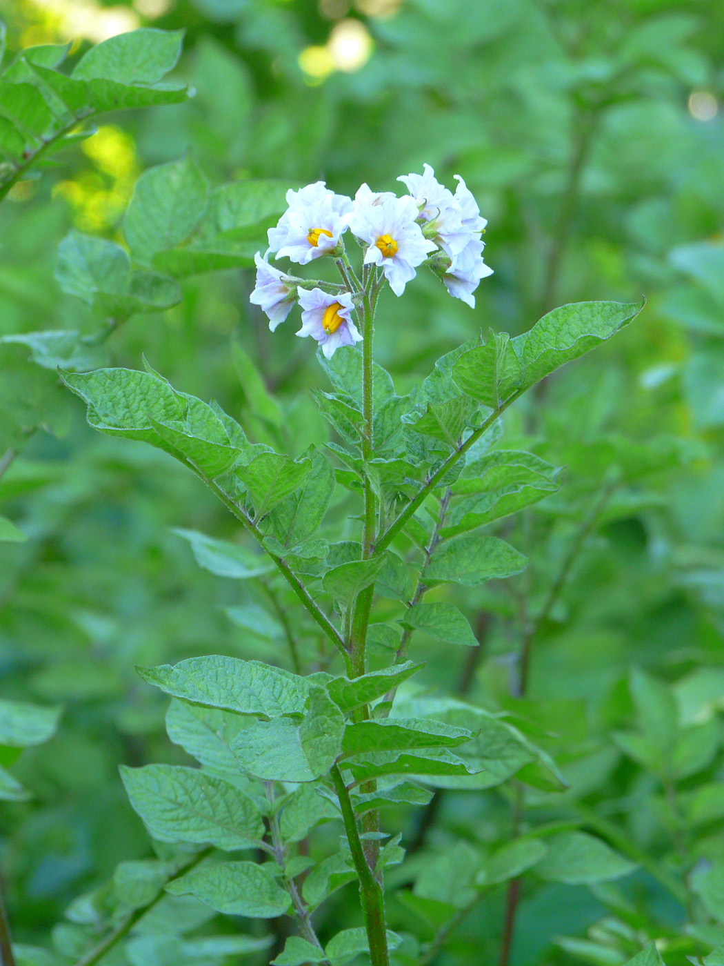Image of Solanum tuberosum specimen.