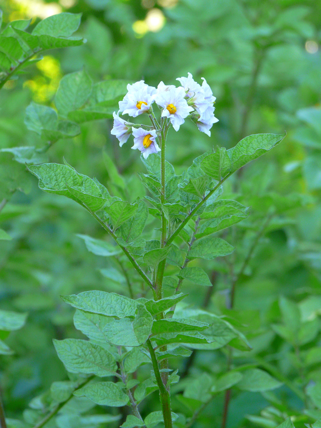 Изображение особи Solanum tuberosum.