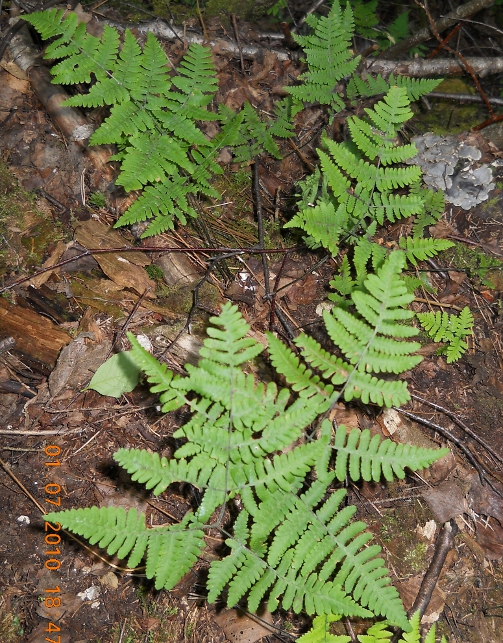 Изображение особи Gymnocarpium robertianum.