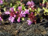 Thymus glabricaulis