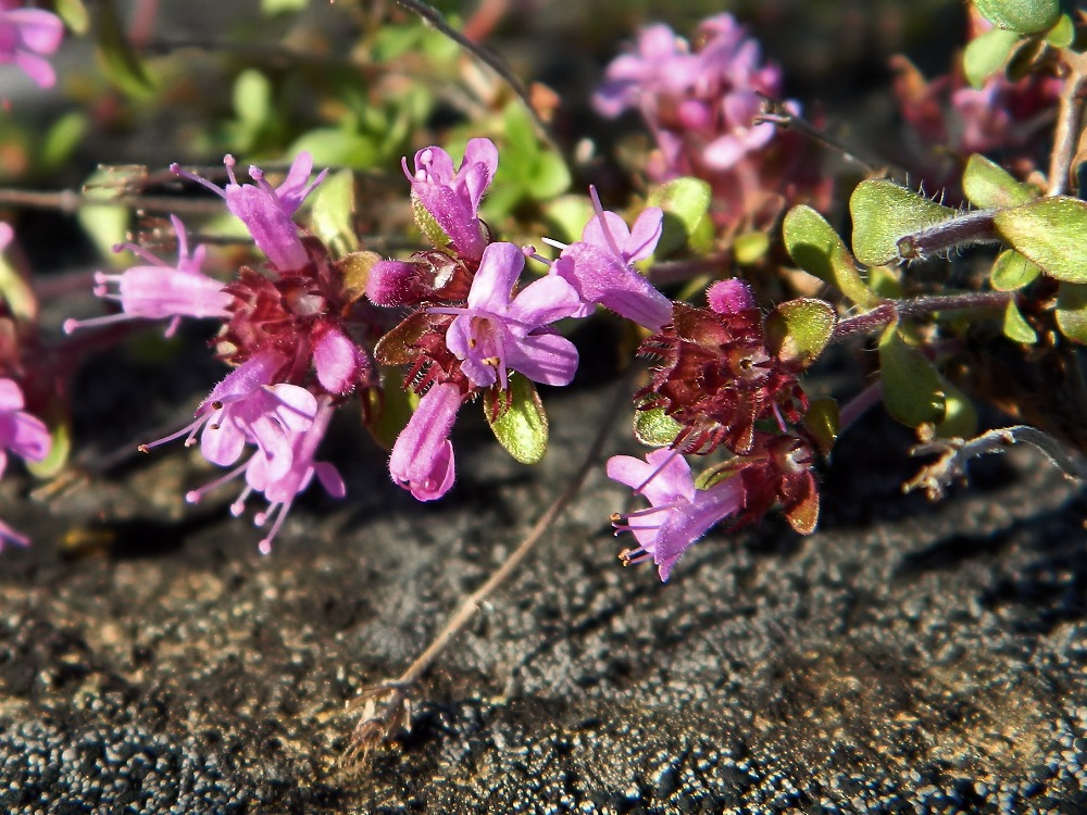 Image of Thymus glabricaulis specimen.