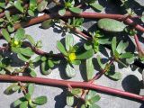 Portulaca oleracea. Побеги цветущего растения. Астрахань, уложенная плиткой пешеходная дорожка. 25.08.2009.