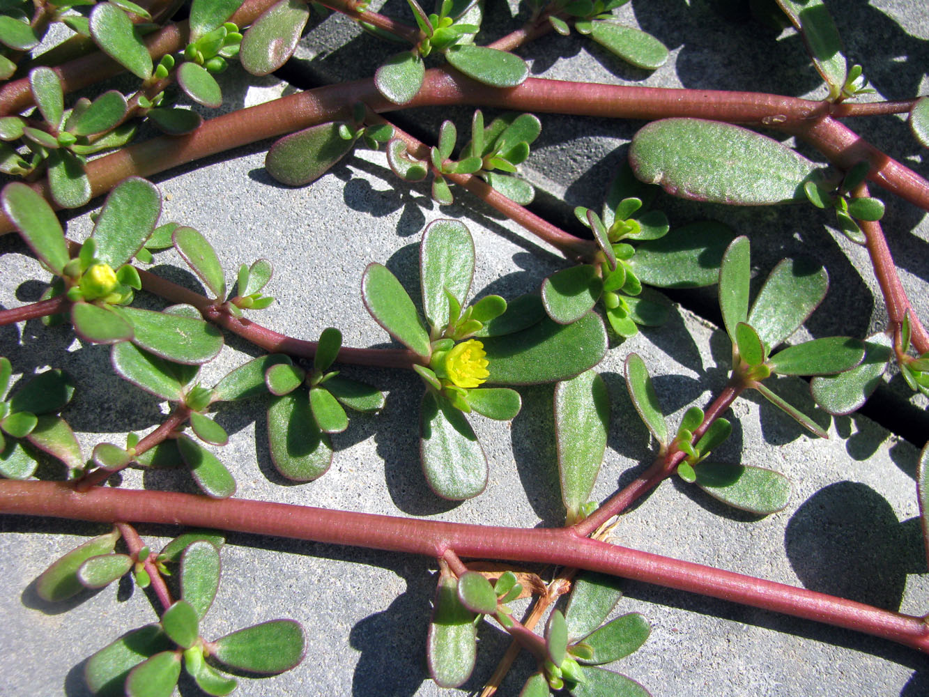 Изображение особи Portulaca oleracea.