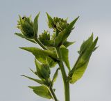 Inula helenium