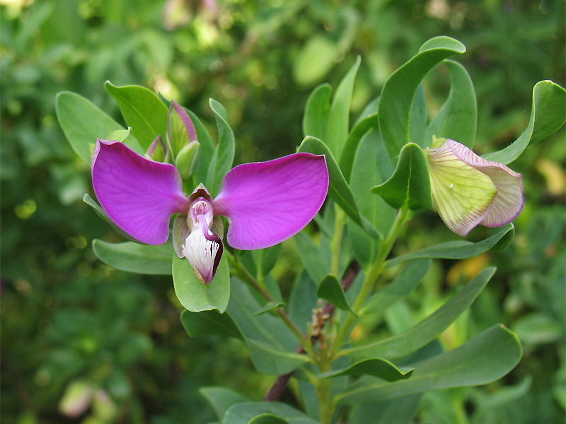 Изображение особи Polygala myrtifolia.