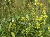 род Rhinanthus