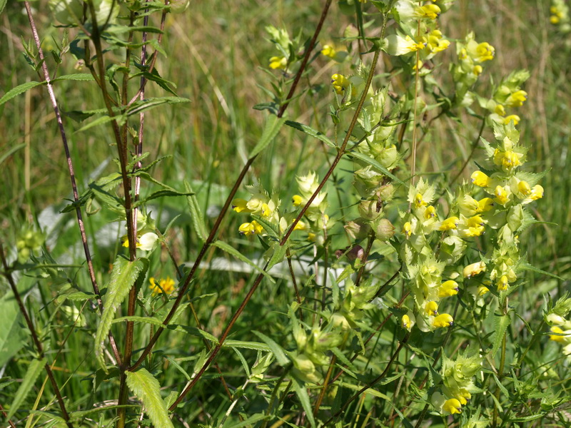 Изображение особи род Rhinanthus.