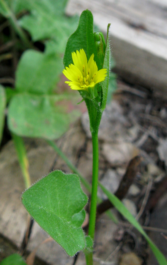 Изображение особи Rhagadiolus edulis.