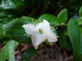 Tradescantia fluminensis