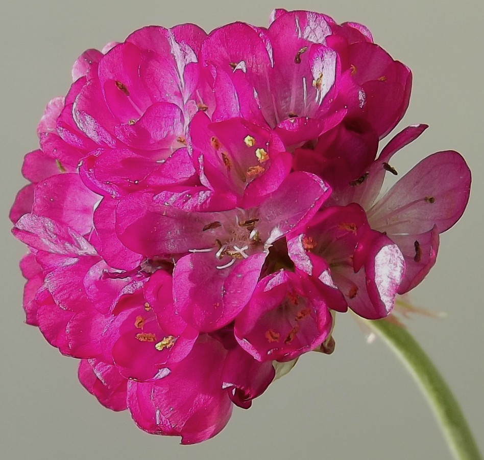 Изображение особи Armeria maritima.