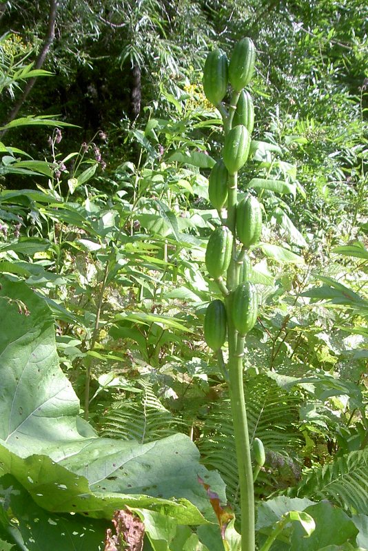 Image of Cardiocrinum cordatum specimen.