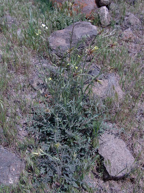 Изображение особи Centaurea sosnovskyi.