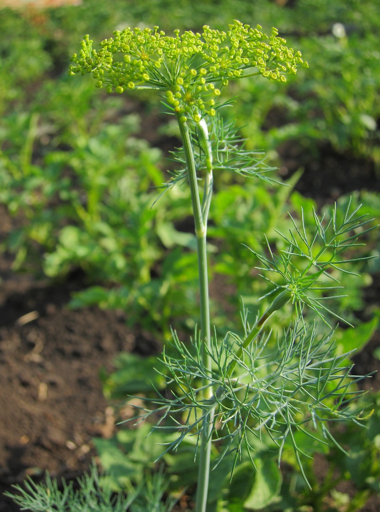 Изображение особи Anethum graveolens.